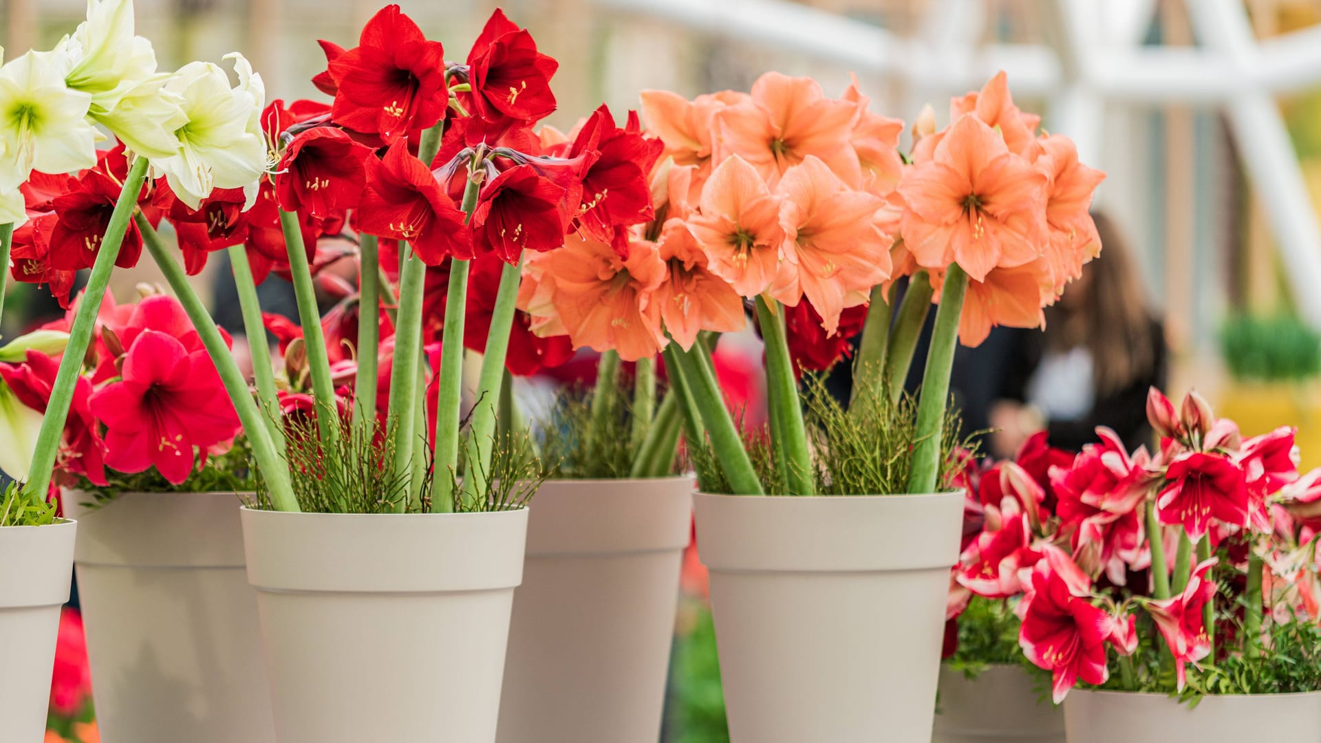 Amaryllis Ableger: Aus einer Pflanze können weitere gezogen werden.