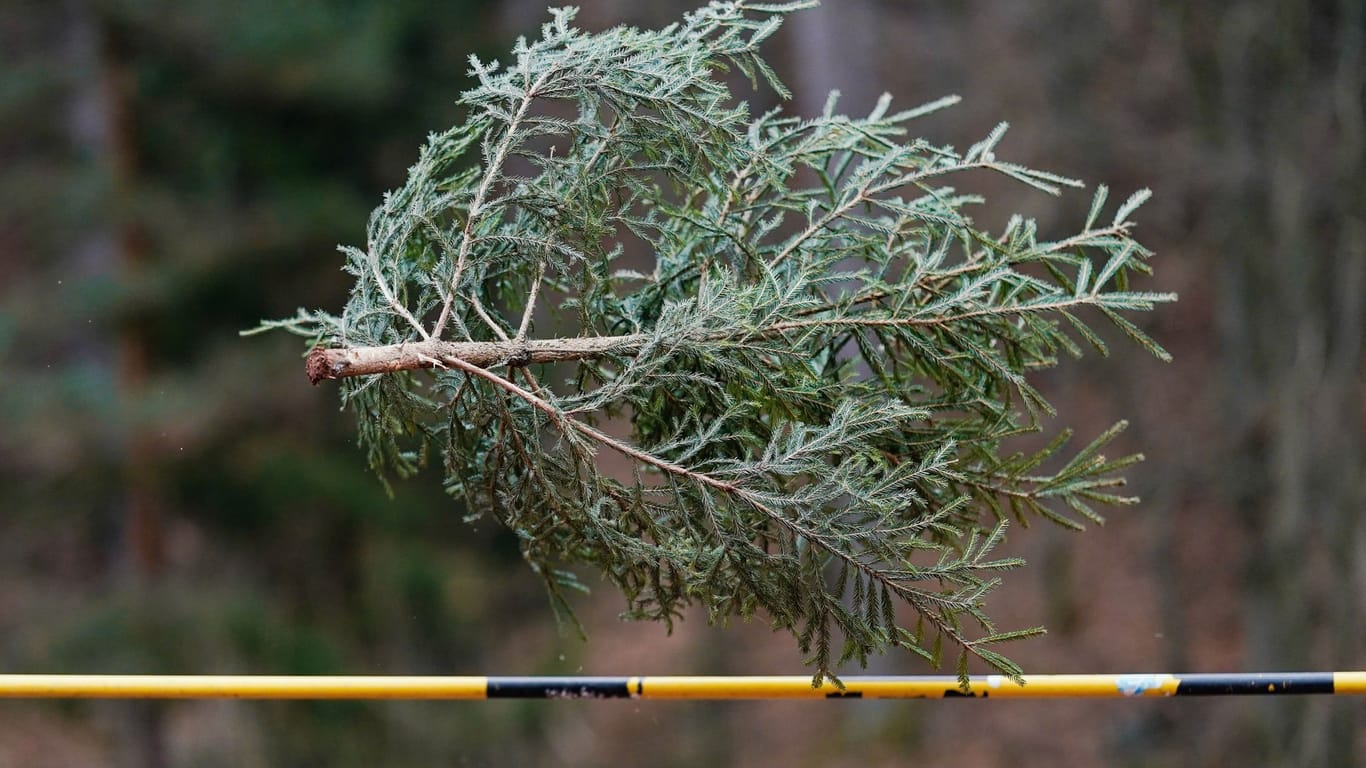 Weihnachtsrekord: Eine Fichte wird bei der 14. Weltmeisterschaft im Weihnachtsbaumwerfen 2020 über eine Hochsprunglatte geworfen.