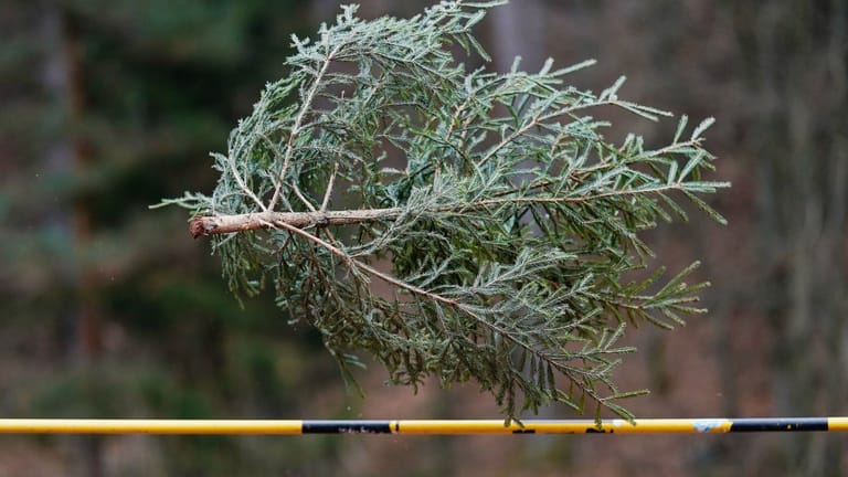 Weihnachtsrekord: Eine Fichte wird bei der 14. Weltmeisterschaft im Weihnachtsbaumwerfen 2020 über eine Hochsprunglatte geworfen.