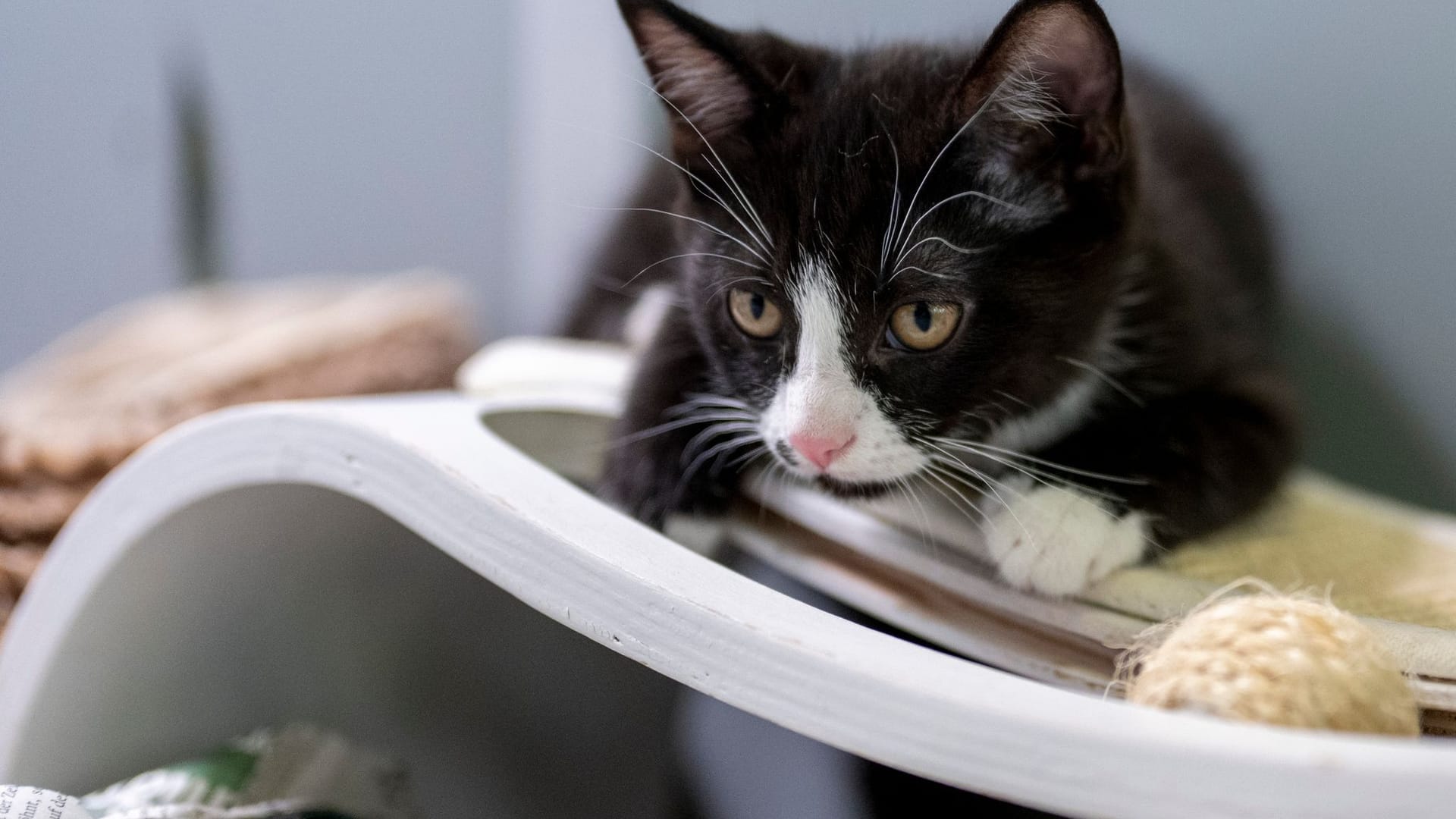 Katzen: Das Lieblingshaustier in Deutschland bleibt der Stubentiger.