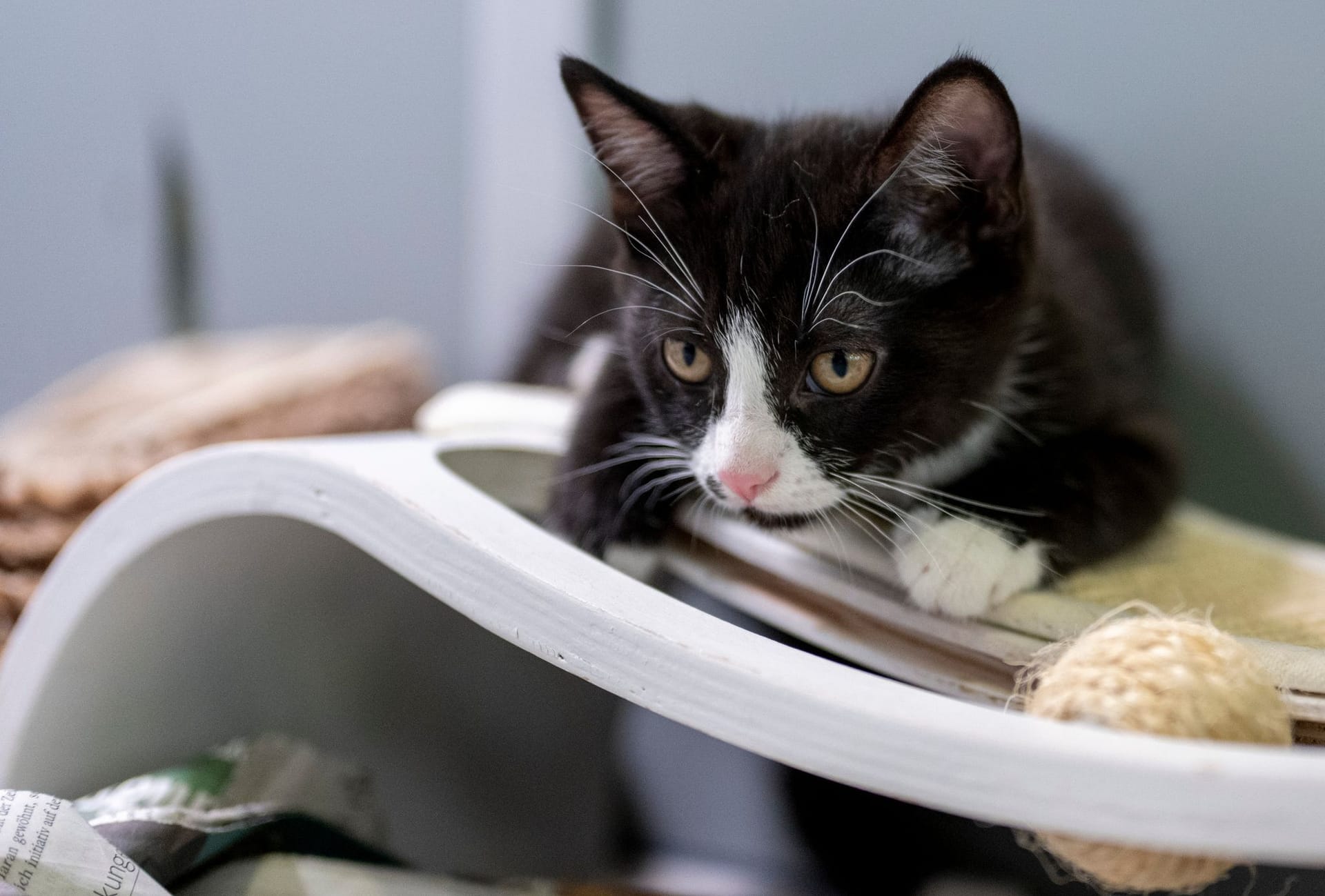 Katzen: Das Lieblingshaustier in Deutschland bleibt der Stubentiger.