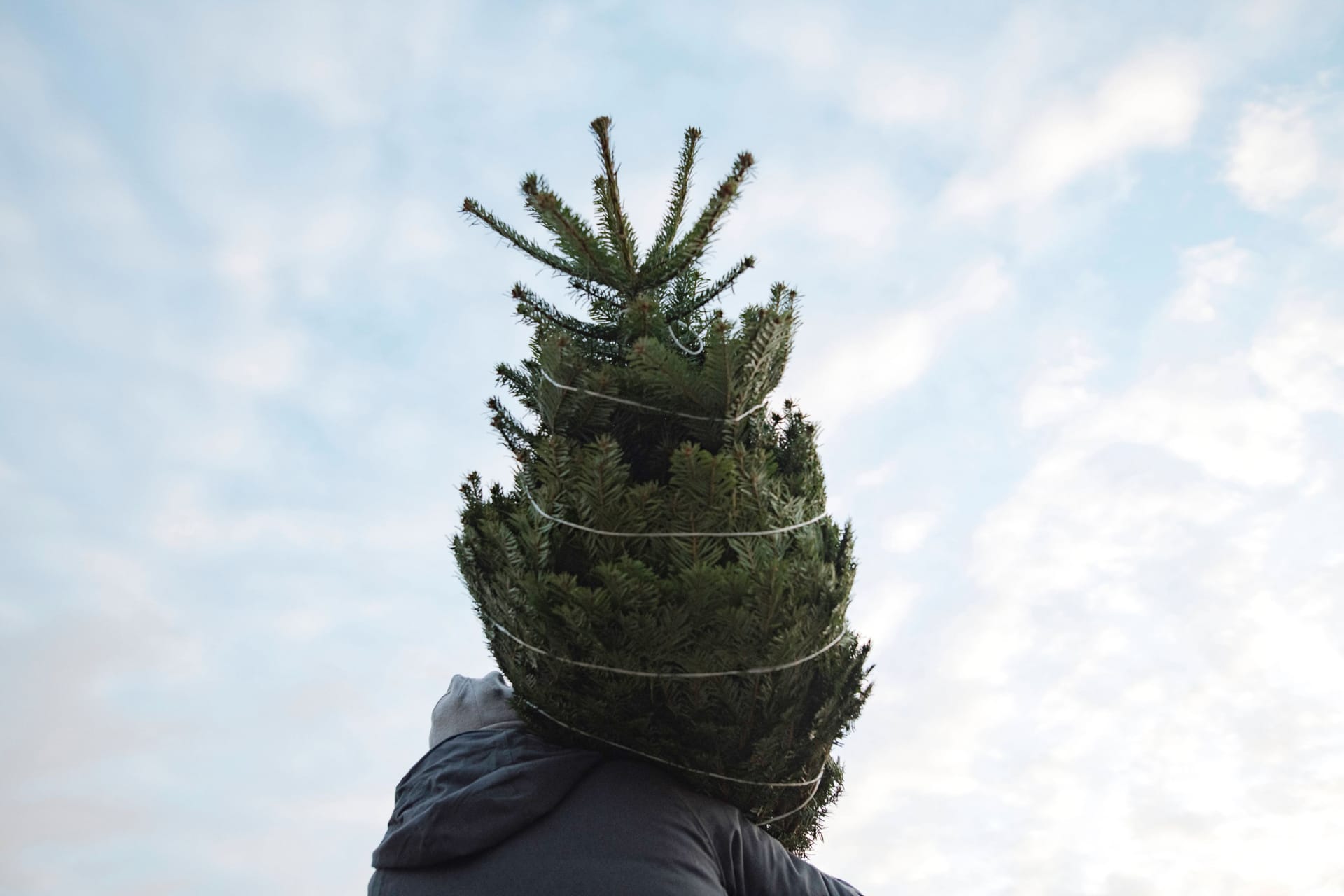 Keller oder Garage: Ob ein Weihnachtsbaum zum Fest schön anzusehen ist, entscheidet nicht zuletzt der Lagerort.