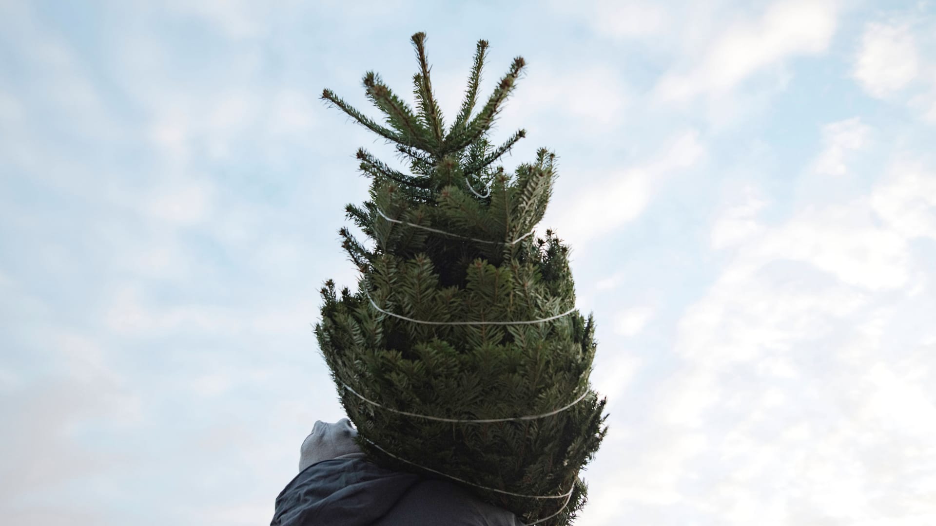 Keller oder Garage: Ob ein Weihnachtsbaum zum Fest schön anzusehen ist, entscheidet nicht zuletzt der Lagerort.