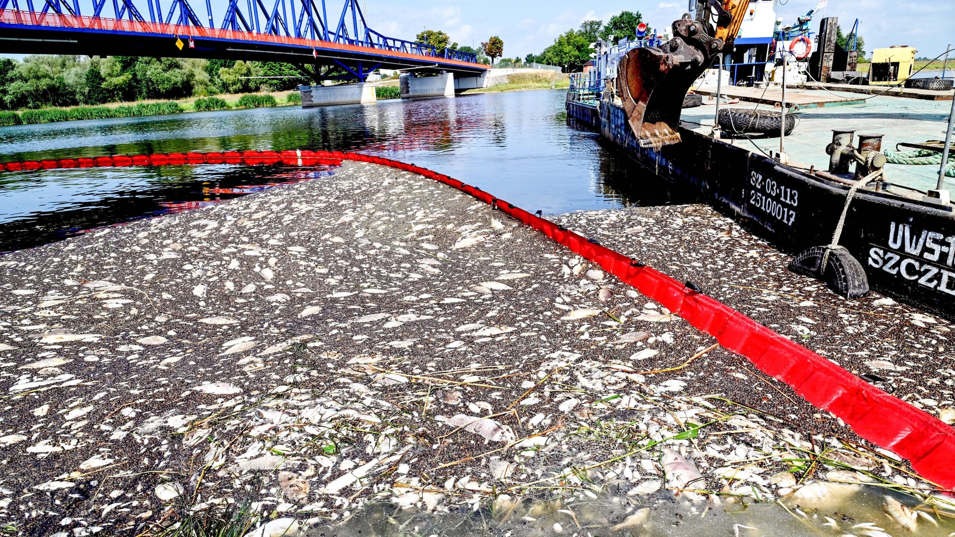 Zahlreiche tote Fische in der Oder: Das Ausmaß war enorm.