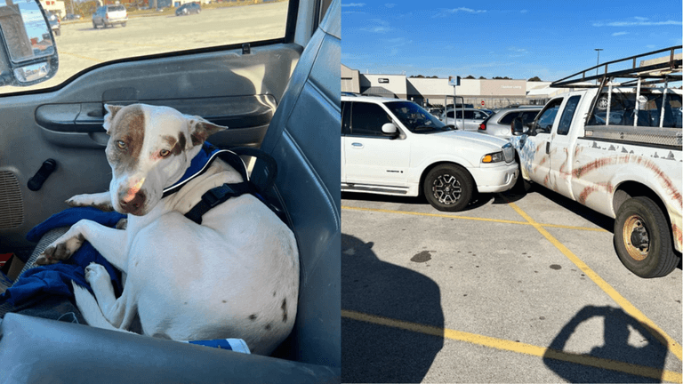 Der Hund im Truck: Er fuhr auf einem Parkplatz zwei Autos an.
