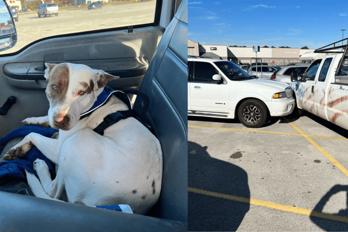 Der Hund im Truck: Er fuhr auf einem Parkplatz zwei Autos an.