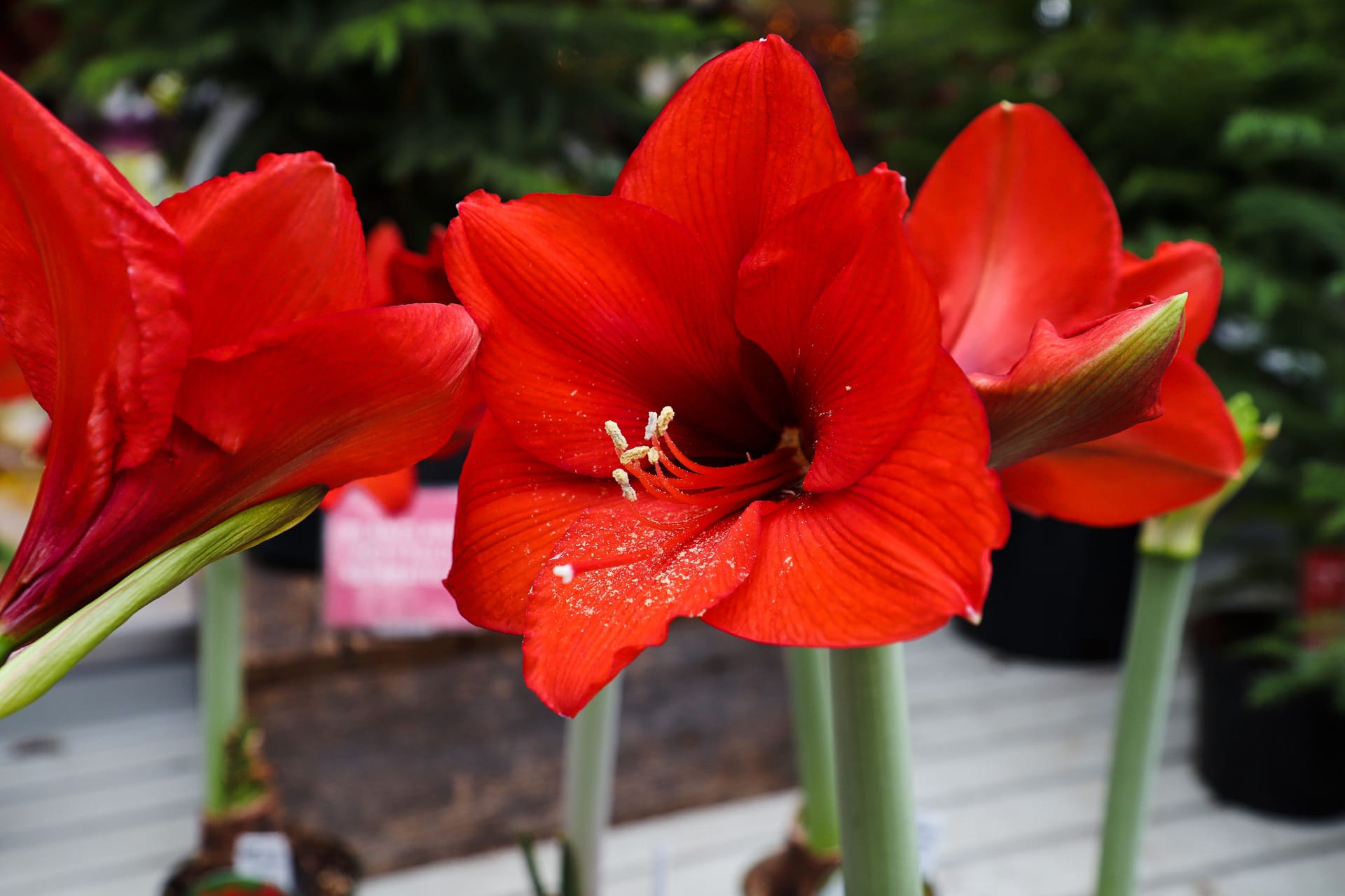 Zum Blühen brauch die Amaryllis einen hellen Platz.