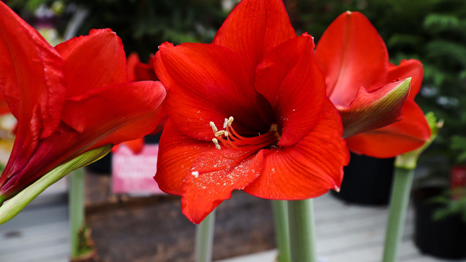 Amaryllis Wieder Zum Blühen Bringen: So Geht's