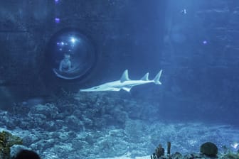 Ein Kind beobachtet einen Großer Geigenrochen im Aquarium des Tierpark Hagenbecks: Wie steht es um die Sicherheit des Großen Hai-Atoll?
