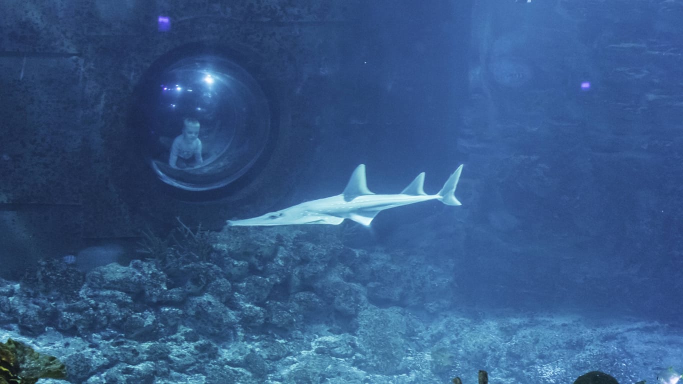 Ein Kind beobachtet einen Großer Geigenrochen im Aquarium des Tierpark Hagenbecks: Wie steht es um die Sicherheit des Großen Hai-Atoll?