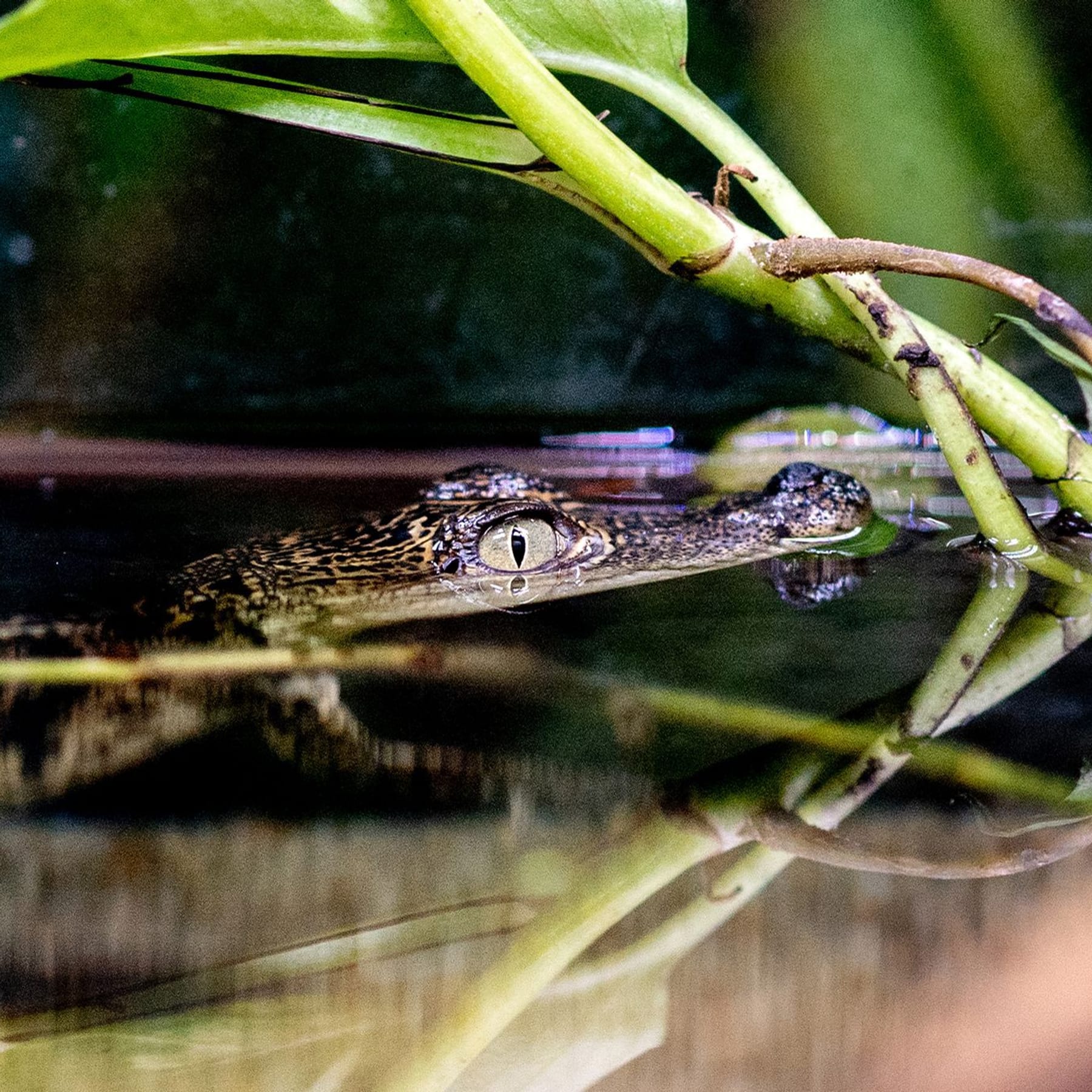 Paten für Krokodil-Baby gesucht: Aufruf aus Seelter Reptilienhuus