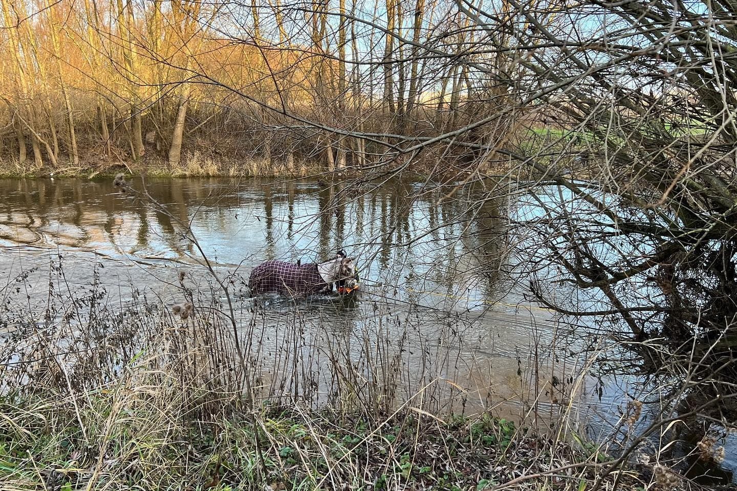 Pferd in Seelze: Das Tier konnte aus dem Fluss gerettet werden.