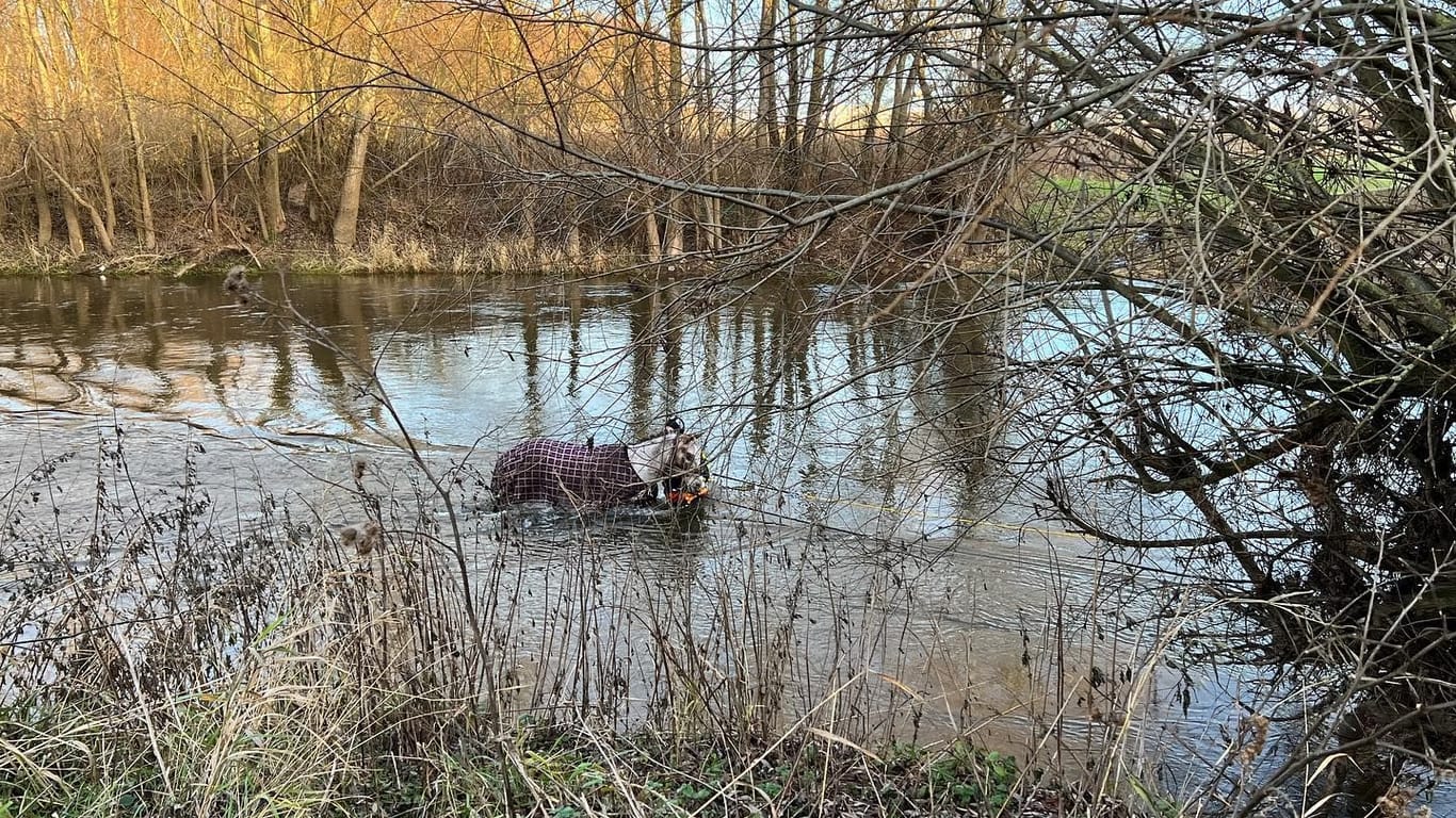 Pferd in Seelze: Das Tier konnte aus dem Fluss gerettet werden.
