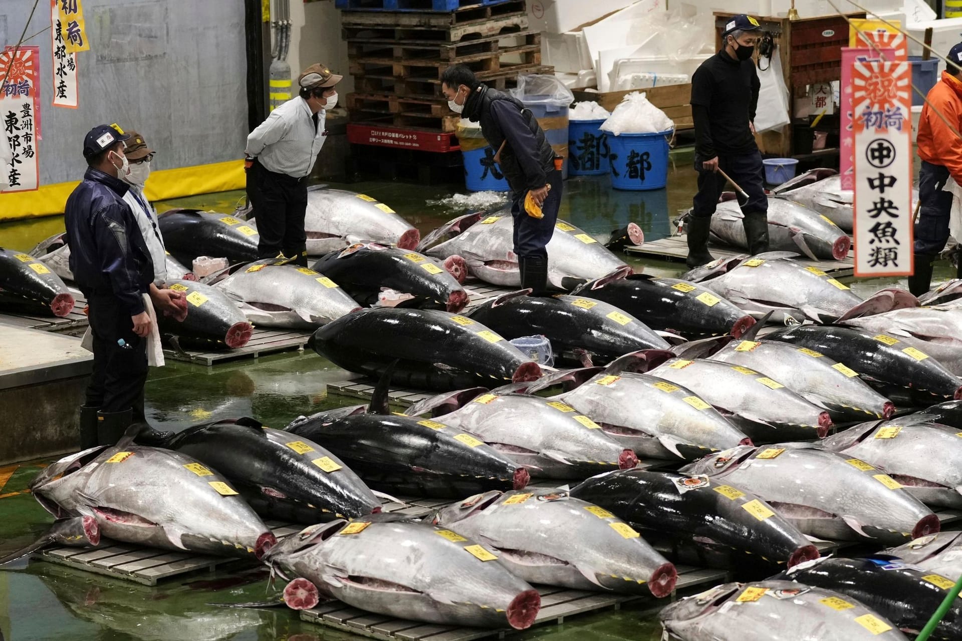 Thunfisch-Auktion in Tokio