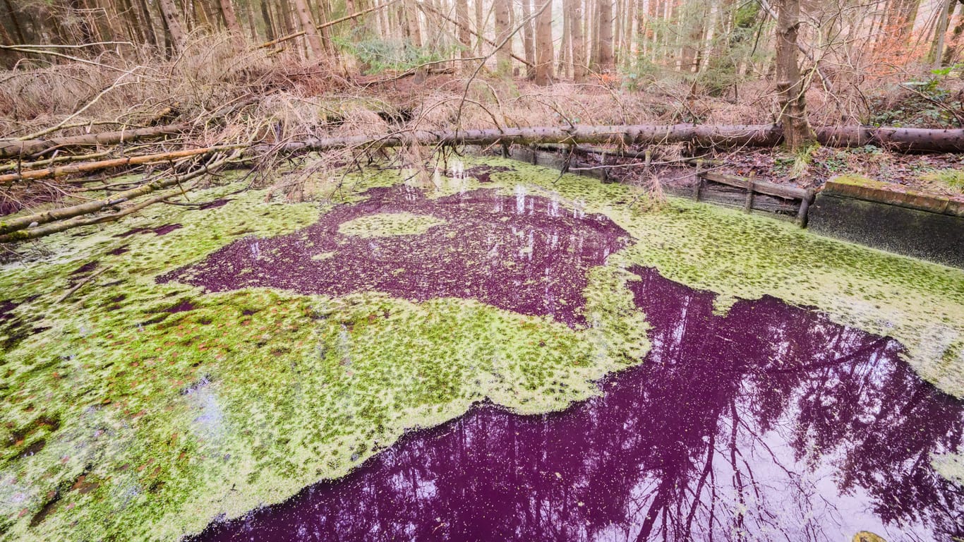 Purpurfarben schimmert das Wasser in einem kleinen Teich: Im Hildesheimer Wald bei Sibbesse sorgt ein Gewässer für Aufsehen.