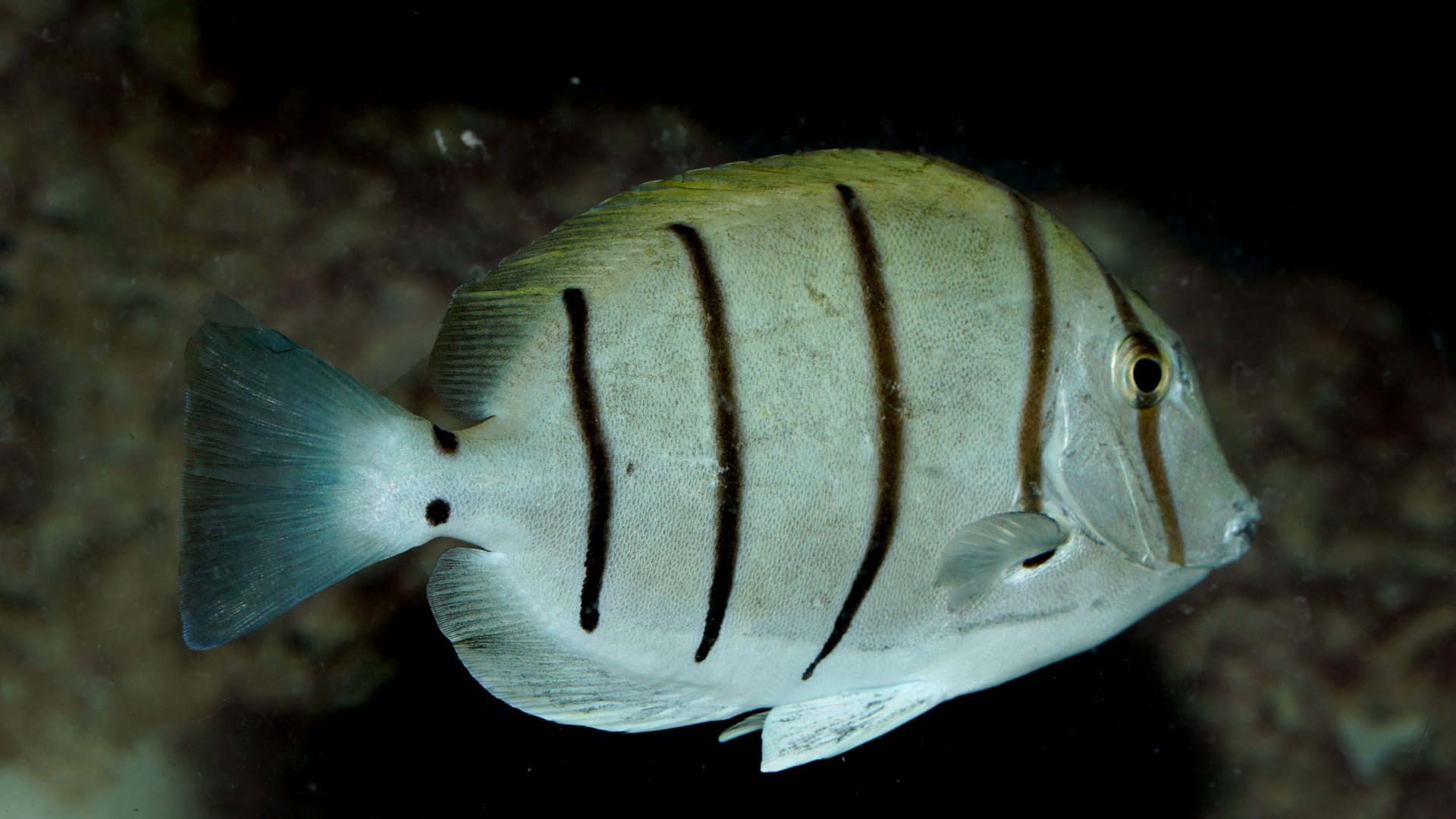 Ein Sträflings-Doktorfisch: Auch an Spezialzüchter wurden Tiere übergeben.