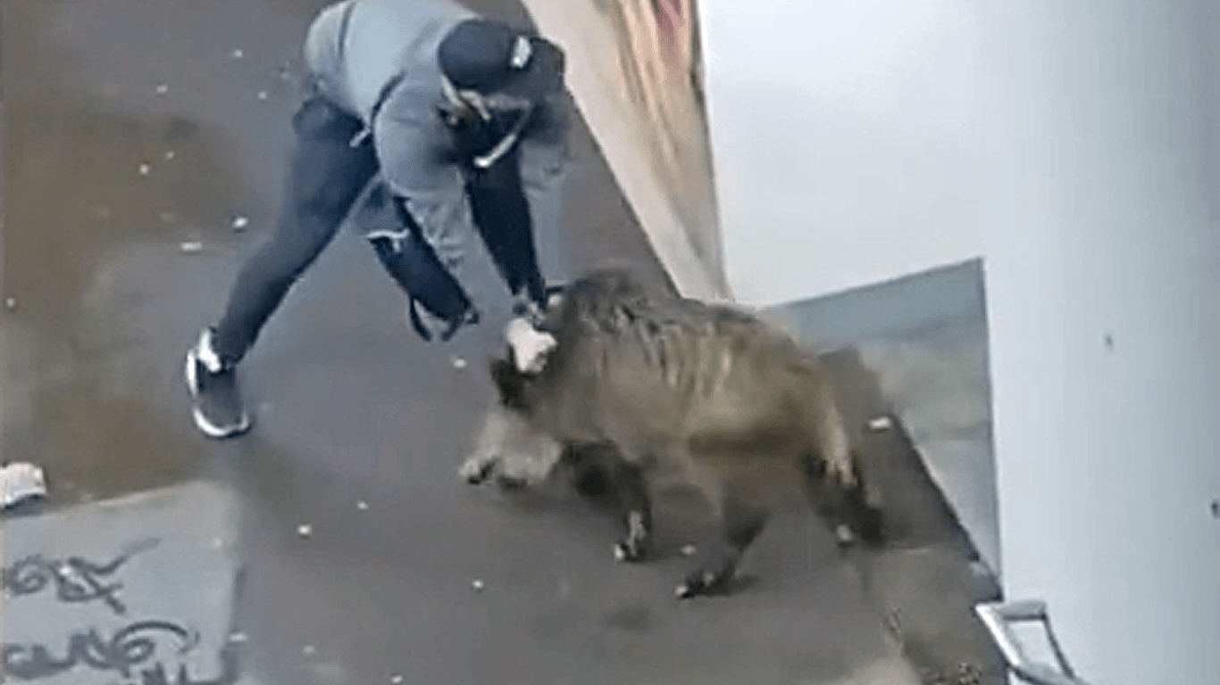 Video geht viral: Mann ringt mit Wildschwein