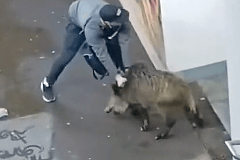 Video geht viral: Mann ringt mit Wildschwein