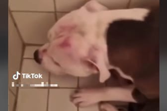 Der gequälte Hund: Die Aufnahme ging viral – und sorgte für Polizeieinsätze.