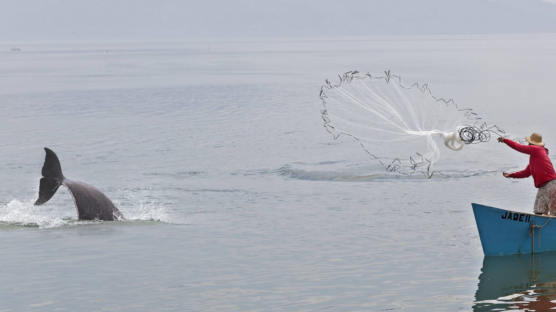 Delfin und Fischerboot im brasilianischen Laguna (Archiv): Durch die Zusammenarbeit mit den Delfinen fangen die Fischer rund viermal mehr Fische.