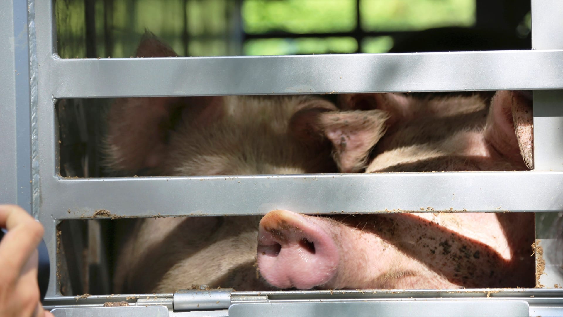 Schweine im Viehtransporter auf dem Weg zum Schlachthof (Symbolbild): In der Nähe von München wurde nun ein übervoller Lkw gestoppt.
