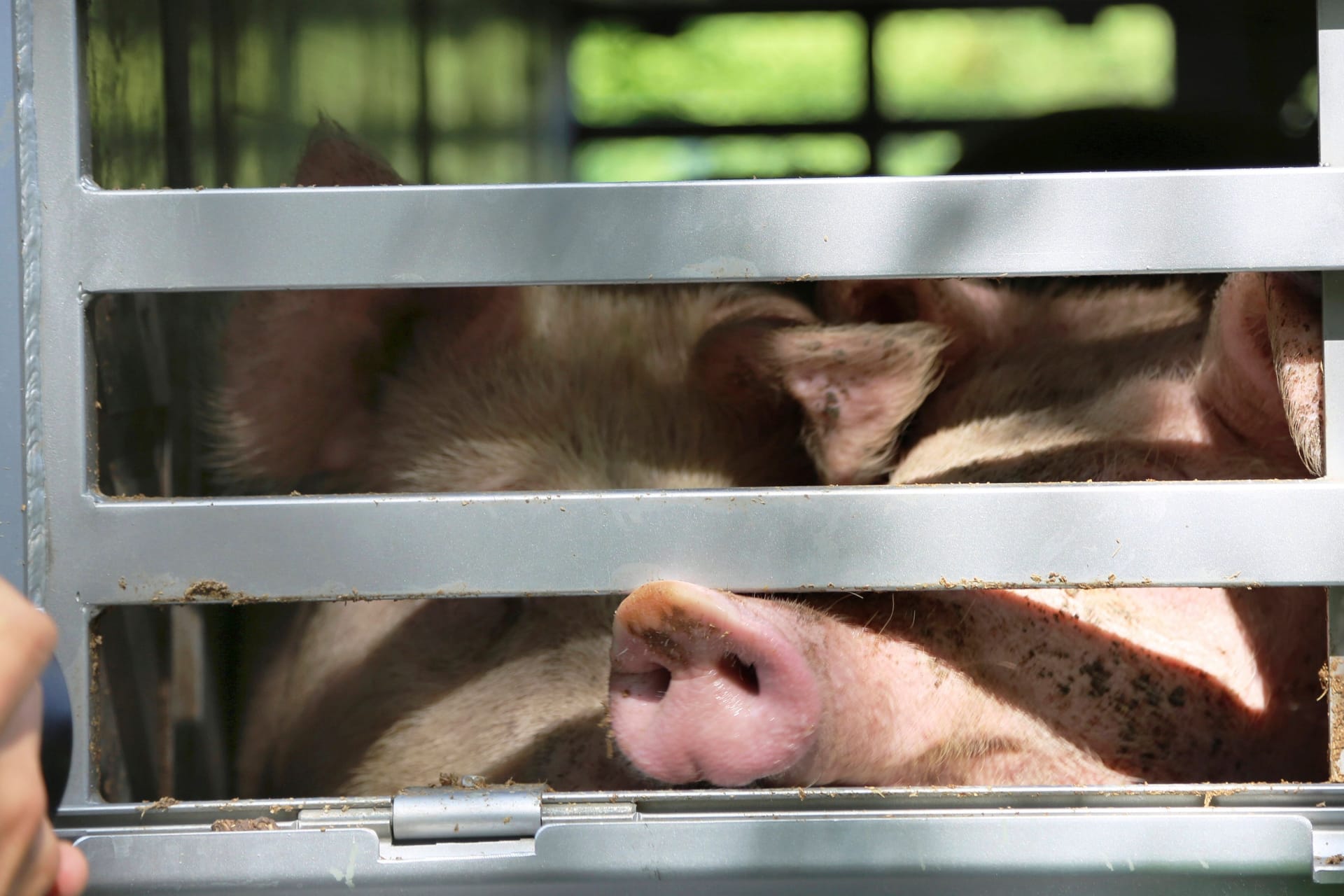 Schweine im Viehtransporter auf dem Weg zum Schlachthof (Symbolbild): In der Nähe von München wurde nun ein übervoller Lkw gestoppt.