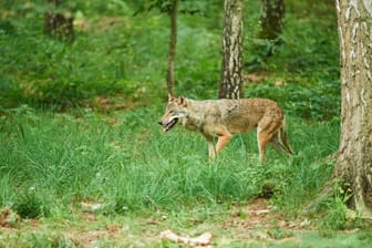 Europäischer Wolf (Archivbild): In der Nähe von Berlin ist weiterhin ein Rudel aktiv.