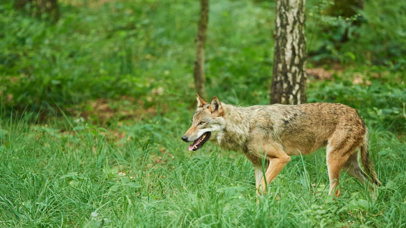 Europäischer Wolf (Archivbild): In der Nähe von Berlin ist weiterhin ein Rudel aktiv.