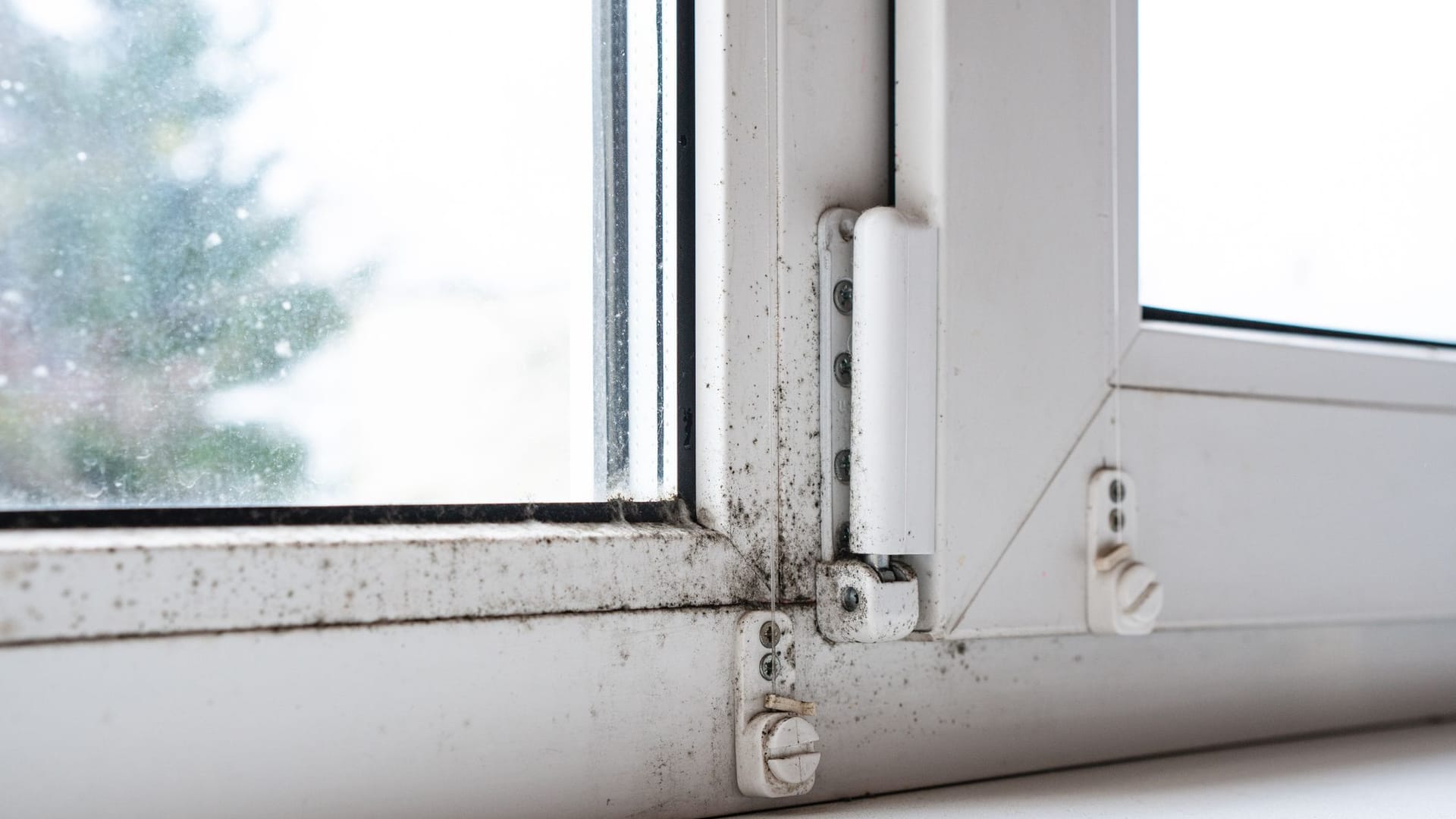 Schimmel am Fenster entfernen: Bei oberflächlichen Schimmel können traditionellen Hausmittel helfen.