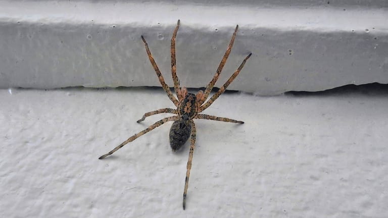 Nosferatu-Spinne (Symbolbild): Der Biss der Achtbeiner gilt als relativ schmerzhaft unter einheimischen Spinnenarten.