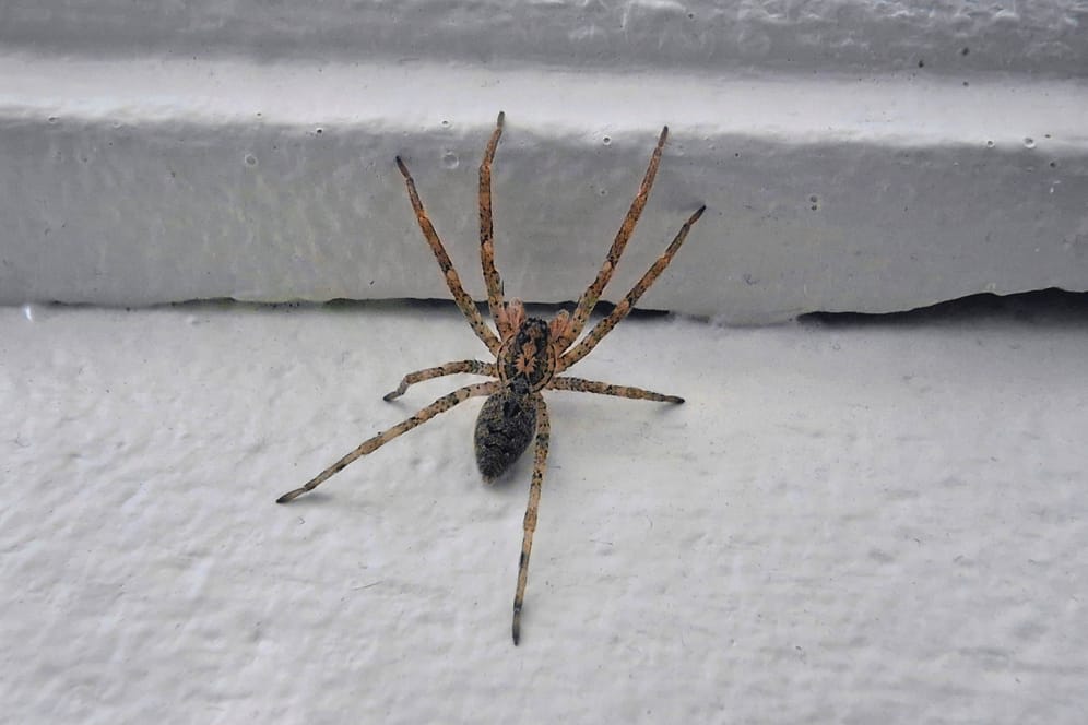 Nosferatu-Spinne (Symbolbild): Der Biss der Achtbeiner gilt als relativ schmerzhaft unter einheimischen Spinnenarten.
