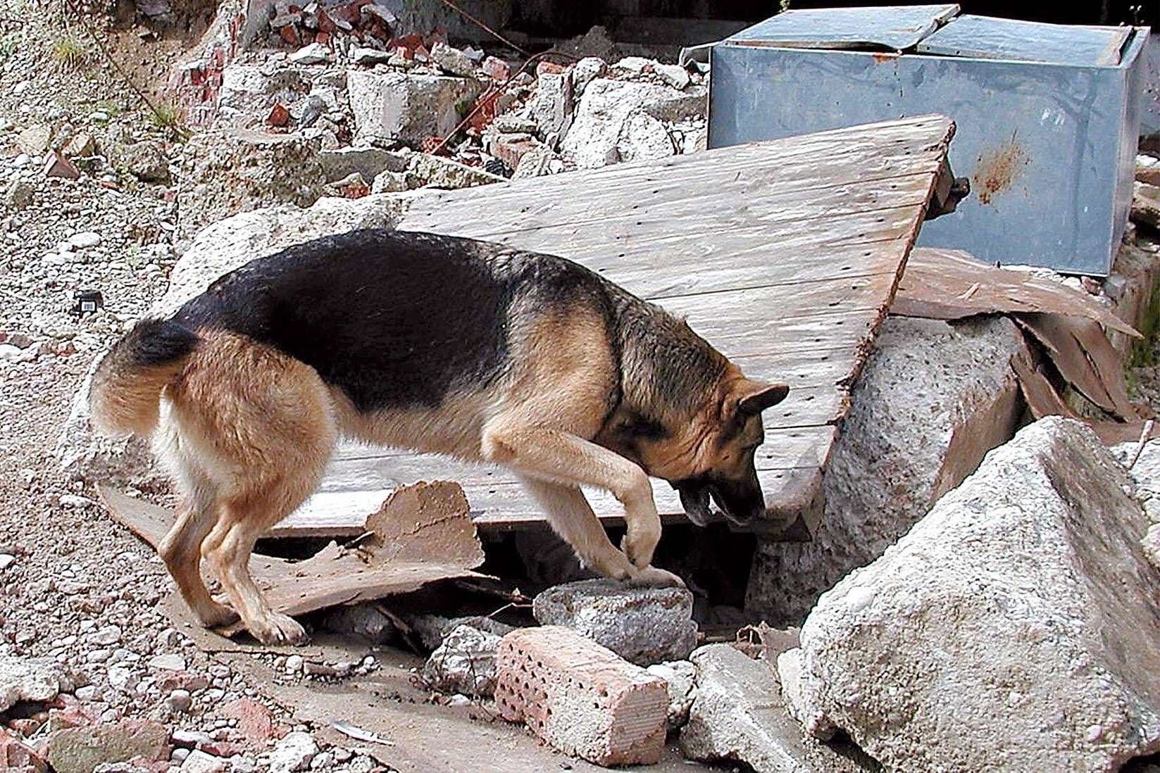 Rettungshund auf Vermisstensuche (Symbolbild): Auch Mantrailer-Tiere waren bei der Suche eingesetzt worden.