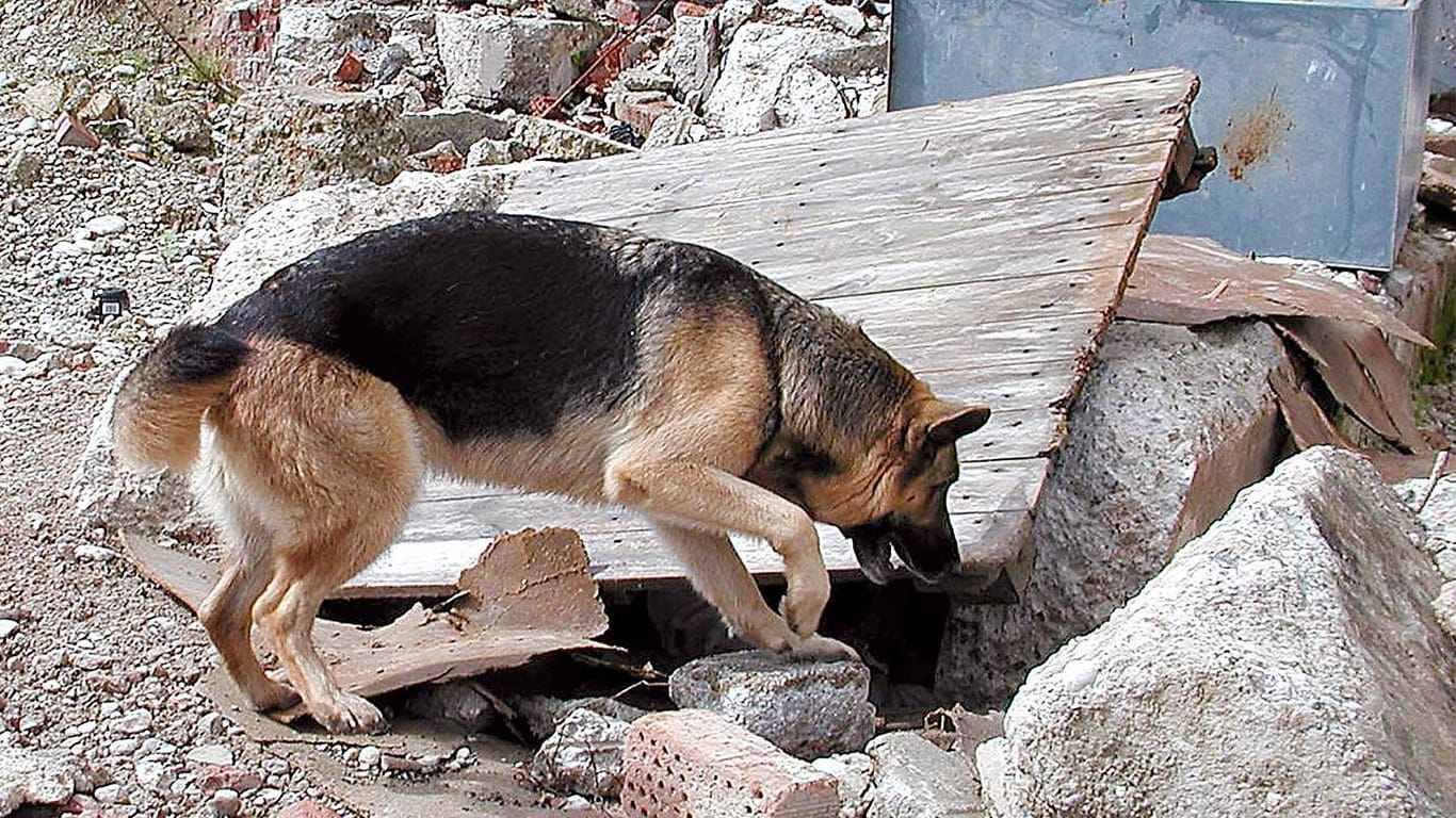 Rettungshund auf Vermisstensuche (Symbolbild): Auch Mantrailer-Tiere waren bei der Suche eingesetzt worden.