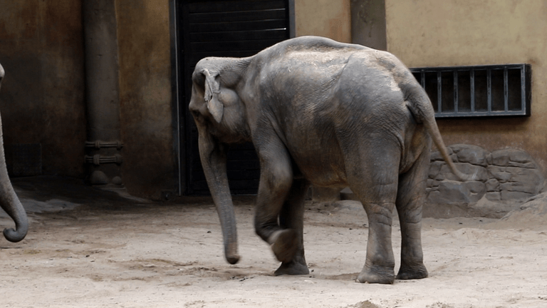Eine Elefantendame im Gehege: Der Tierpark Hagenbeck steht in der Kritik.