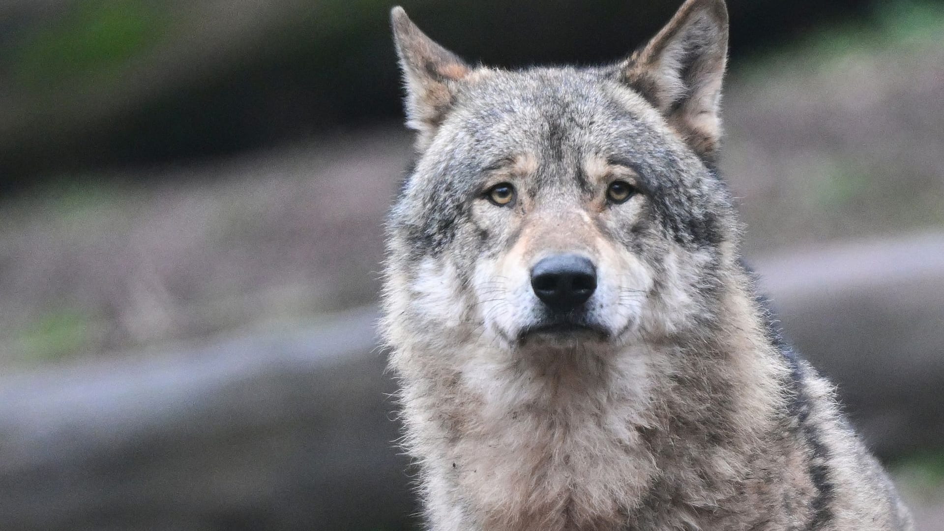 Ein Wolf schaut in die Kamera (Symbolbild): Auf der A24 wurde ein Tier getötet, bei dem es sich wohl um einen Wolf handelt.