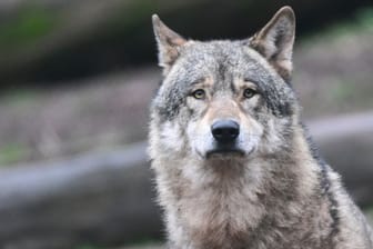 Ein Wolf schaut in die Kamera (Symbolbild): Auf der A24 wurde ein Tier getötet, bei dem es sich wohl um einen Wolf handelt.