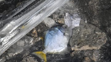 Ein toter Fisch liegt unter Resten der Acrylverkleidung des zerstörten Aquadoms: Die großen Splitter werden zuletzt kartografiert.