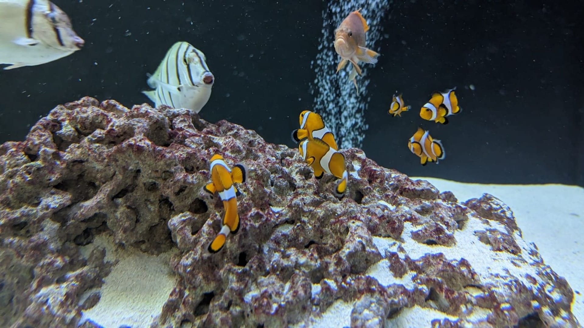 Fische in einem Aquarium im Berliner Zoo (Archivbild): Nach dem Umzug aus dem Aquadom in den Zoo erholen sich die geretteten Fische gut.