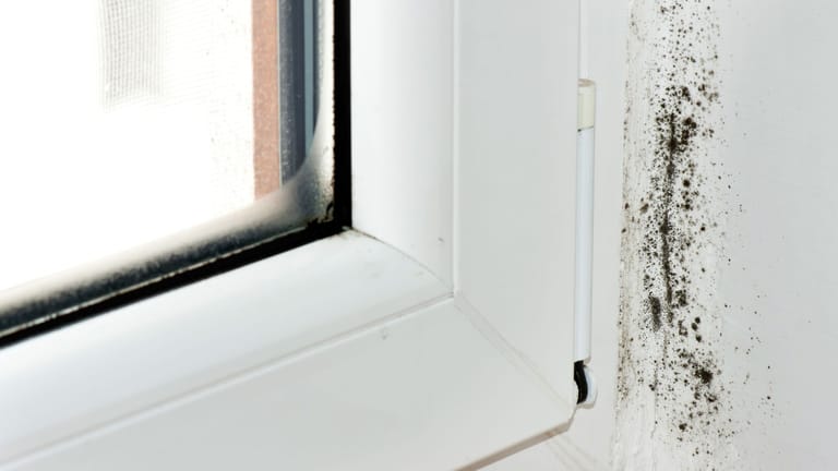﻿Schimmel an der Wand: Wird nicht richtig gelüftet, kann sich aufgrund der angesammelten Feuchtigkeit schwarzer Schimmel bilden.