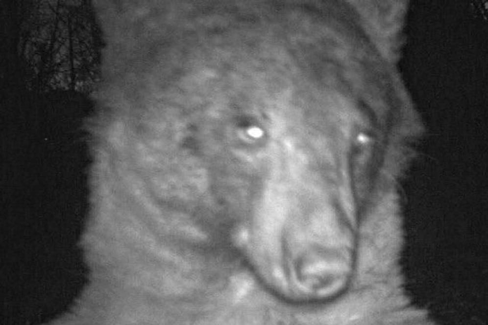 Eines der Selfies des neugierigen Schwarzbären: Der Tweet der Parkverwaltung mit der Fotostrecke ging viral.