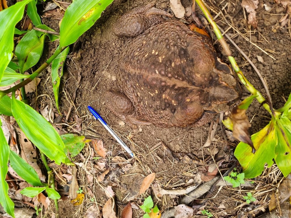 Monster-Kröte in Australien entdeckt