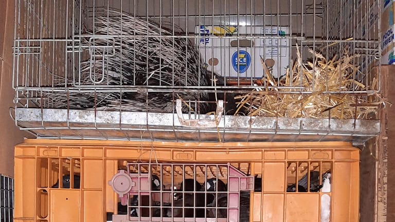Stachelschweine in engen Käfigen über Hühnern gestapelt.