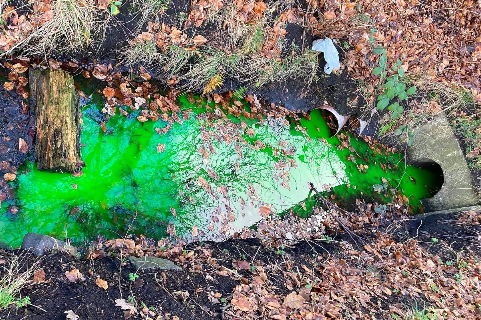 Der verfärbte Bach in Glinde: Das Wasser schimmerte in giftgrün.