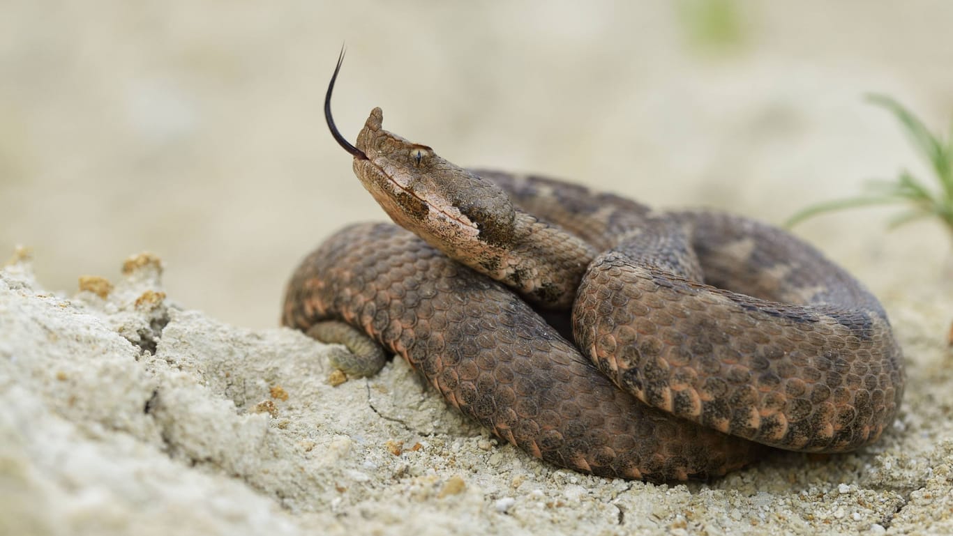 Eine europäische Hornviper (Symbolbild): Der Fund einer solchen Schlange löste den Einsatz aus.