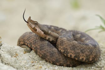 Eine europäische Hornviper (Symbolbild): Der Fund einer solchen Schlange löste den Einsatz aus.