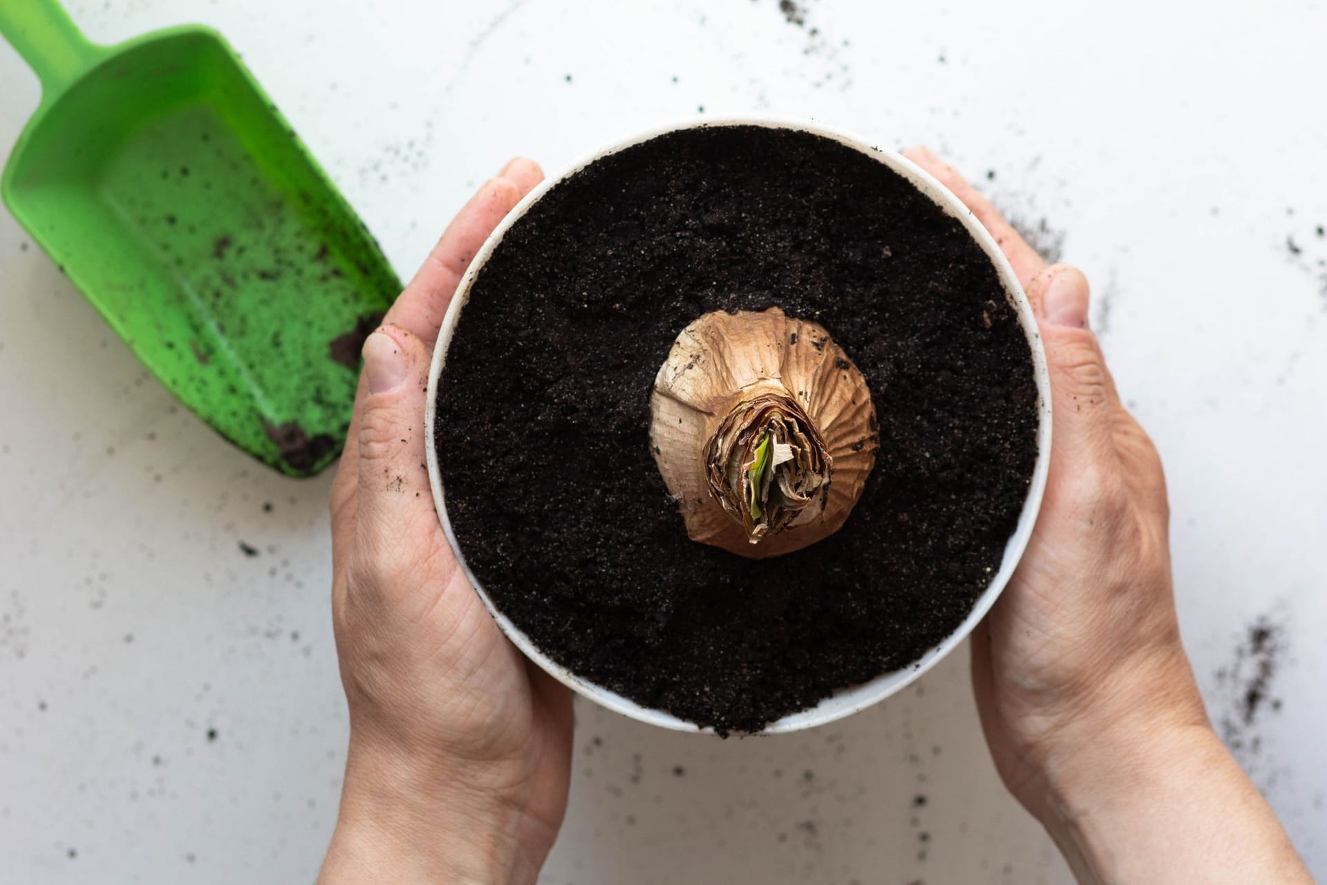 Amaryllis vermehren: Eine Tochterzwiebel sollte in einem neuen Topf gezogen werden.