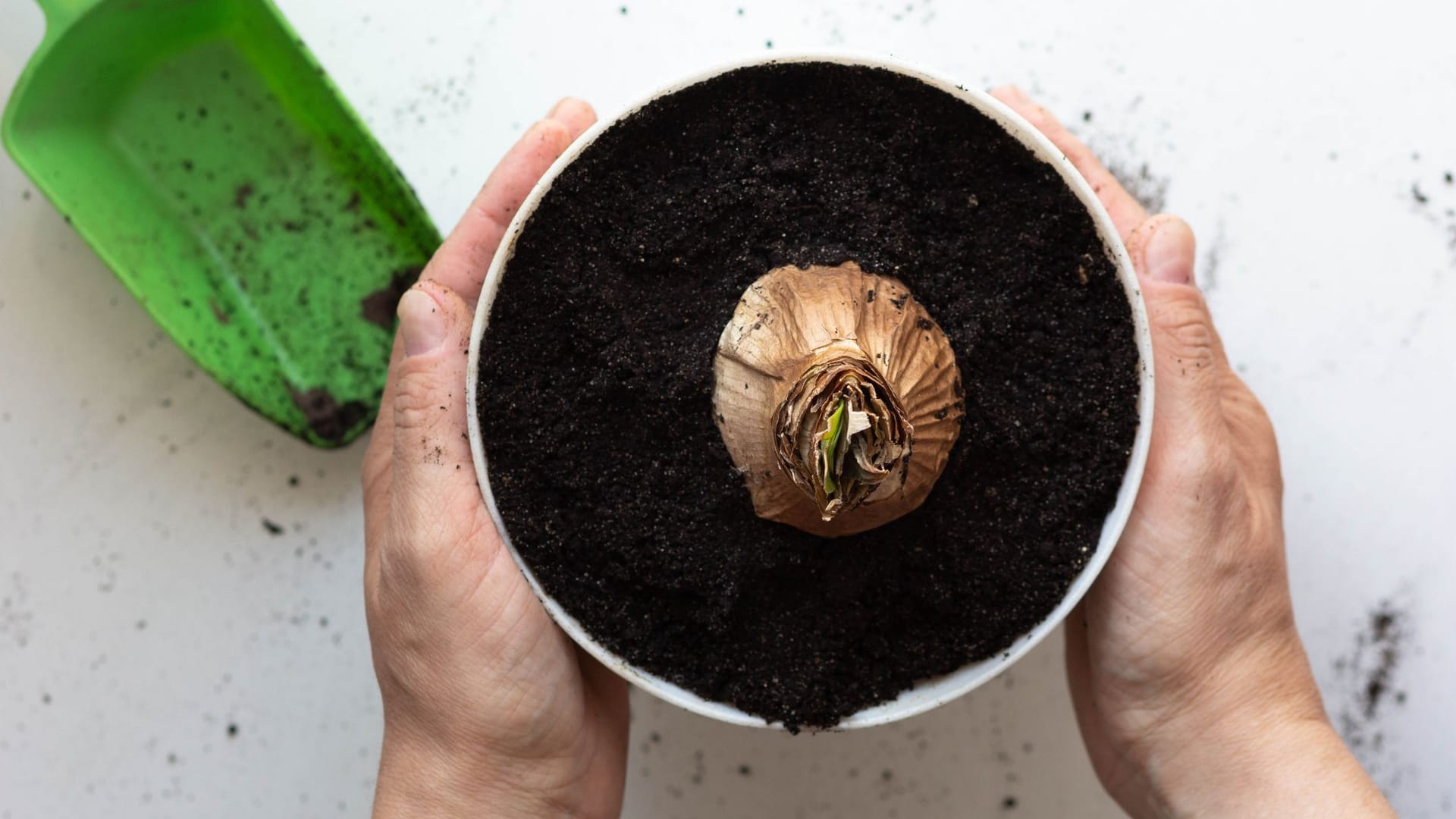 Amaryllis vermehren: Eine Tochterzwiebel sollte in einem neuen Topf gezogen werden.