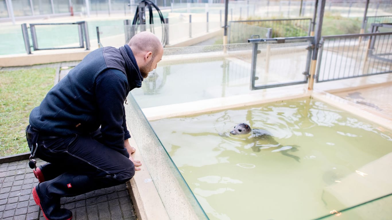 Tierpfleger Fabian Gathmann schaut in der Seehundstation in ein Becken, in dem ein junger Seehund schwimmt.