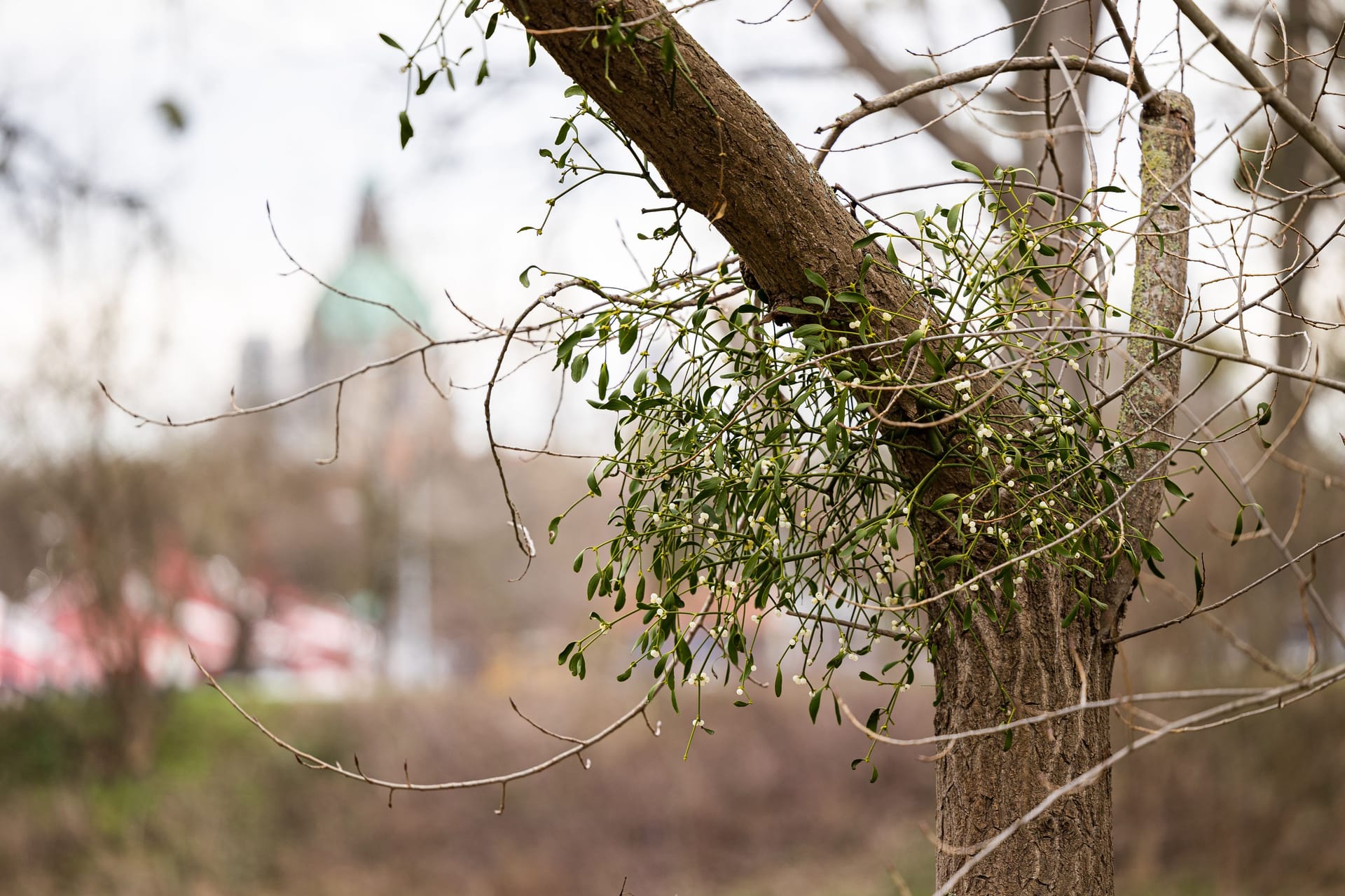 Misteln hängen in einem Baum am Ufer vom Fluss Ihme: Das neue Jahr begann wärmer als sonst üblich.