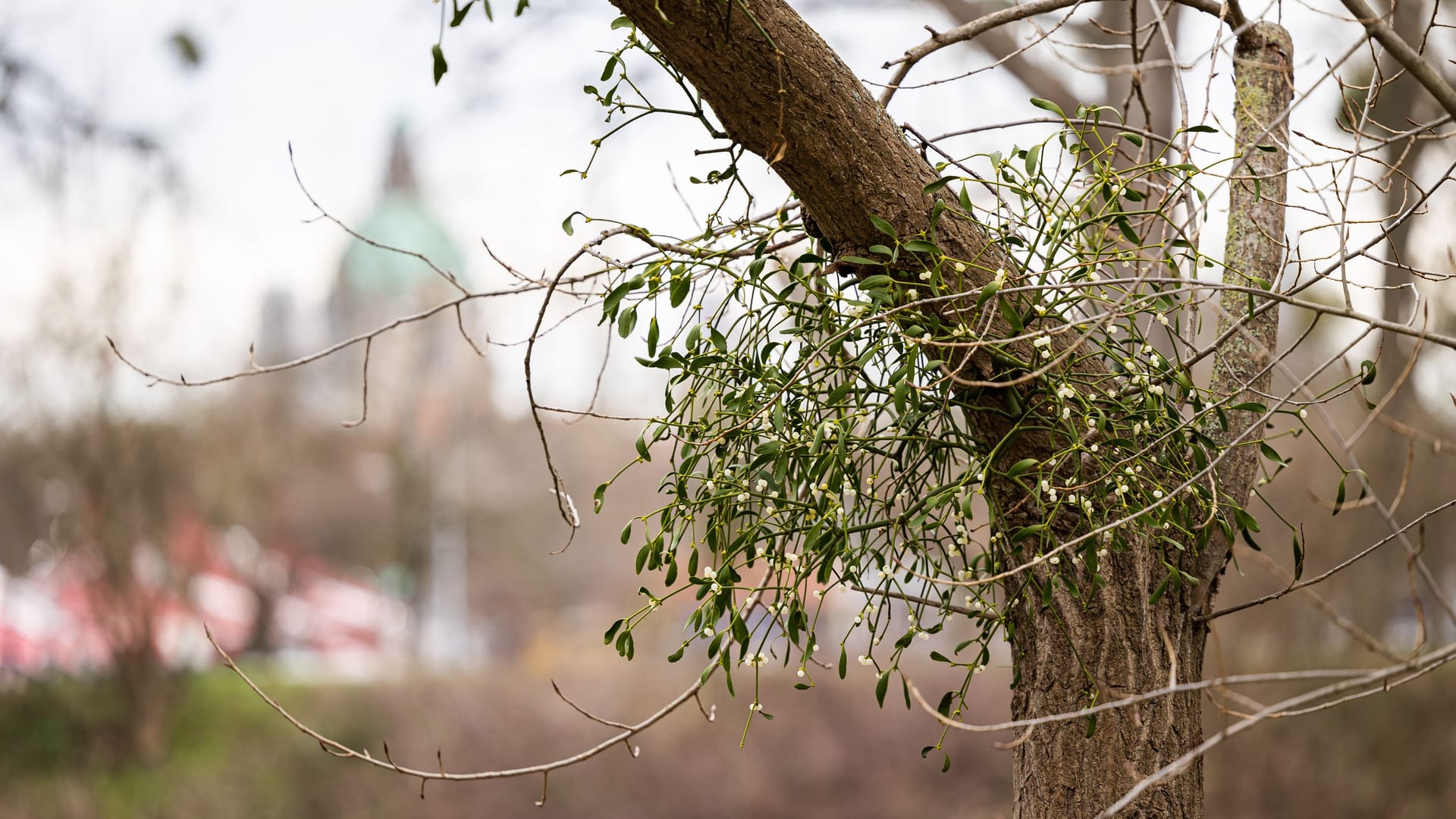 Misteln hängen in einem Baum am Ufer vom Fluss Ihme: Das neue Jahr begann wärmer als sonst üblich.